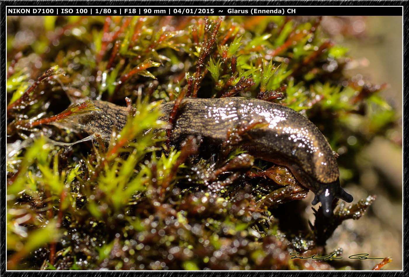 Limax dalla Svizzera